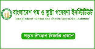 বাংলাদেশ গম ও ভুট্টা গবেষণা ইনস্টিটিউট নিয়োগ