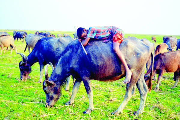 রাখালের রাজগী - জসীম উদ্দীন - (ধানক্ষেত কাব্যগ্রন্থ)