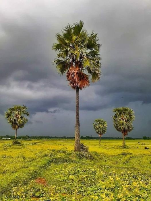 তালগাছ– রবীন্দ্রনাথ ঠাকুর